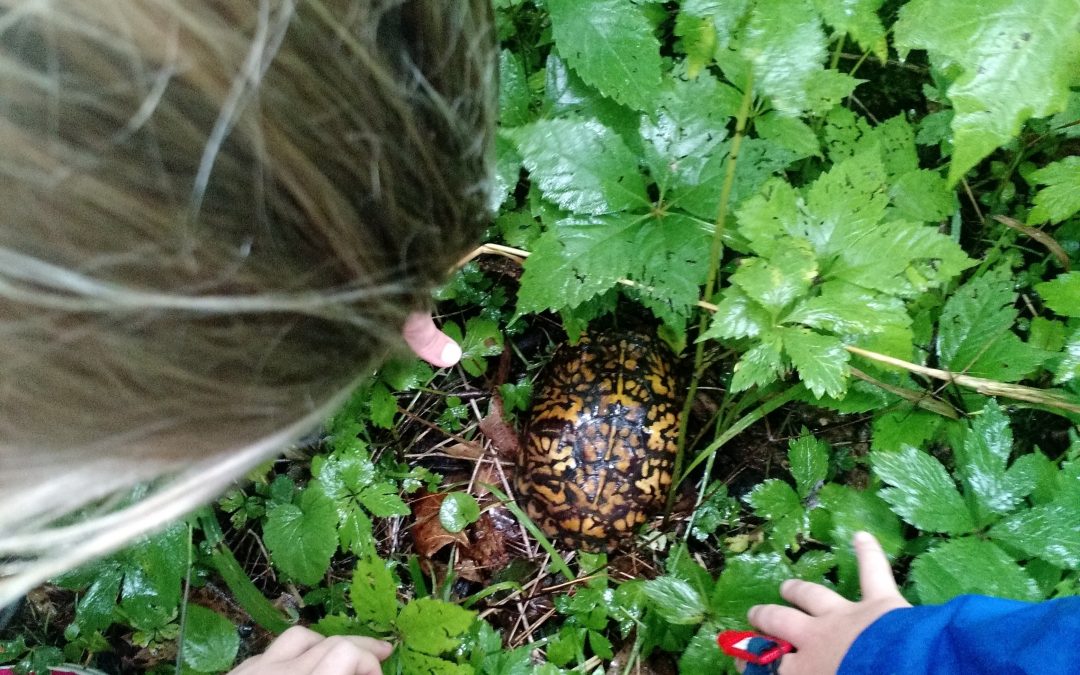 Making Observations