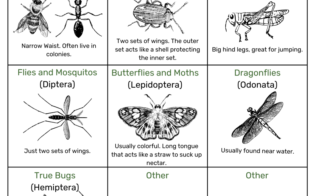 Common Invertebrate Field Guide