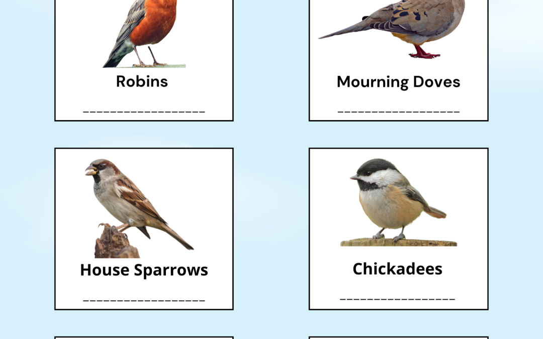 Common Birds Scavenger Hunt