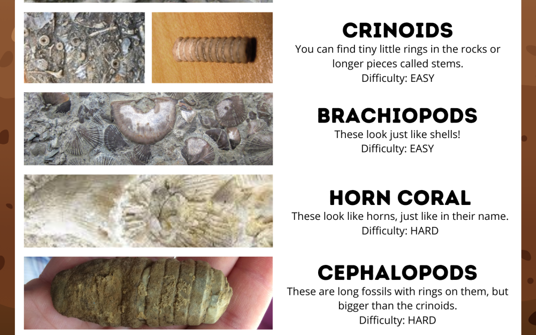 Fossil Field Guide and Fact Sheet