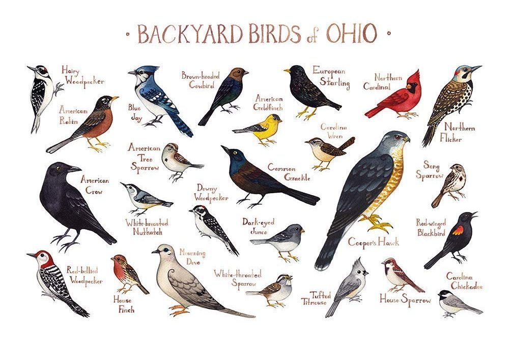 Birdwatching
