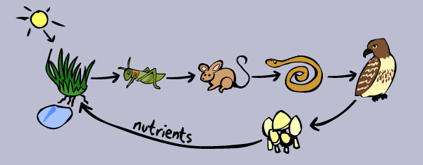 Food Chains and Webs